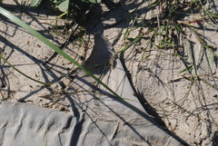 Carcharhinus plumbeus