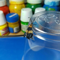 Calopteron reticulatum