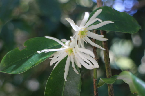 Illicium anisatum iNat (1)