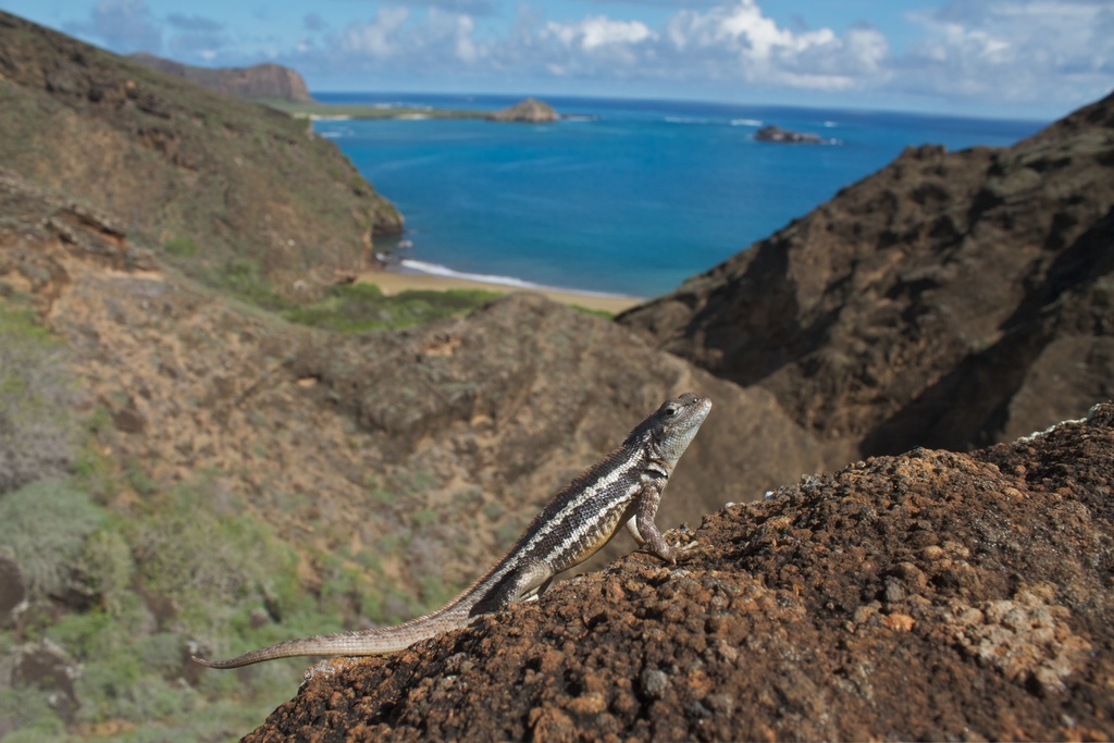 San Cristobal Lava Lizard
