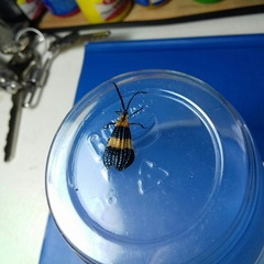 Calopteron reticulatum