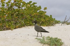 Leucophaeus fuliginosus