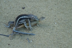 Microlophus bivittatus