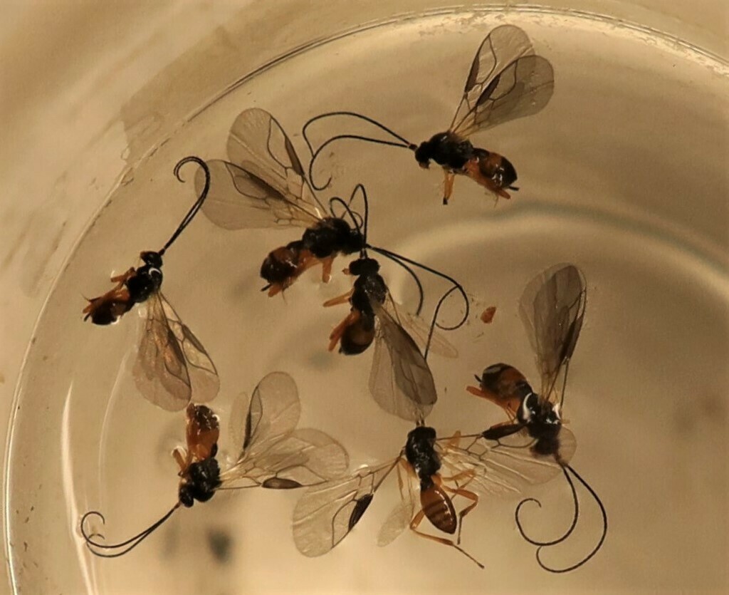 Dacnusa delphinii