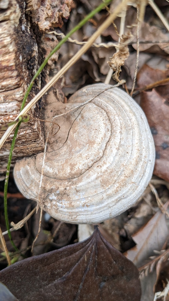 Ganoderma applanatum · March 2023 · photo: © atsushi_nakajima_cirque (iNaturalist, cc-by)