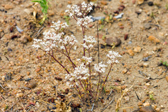 Sedum album