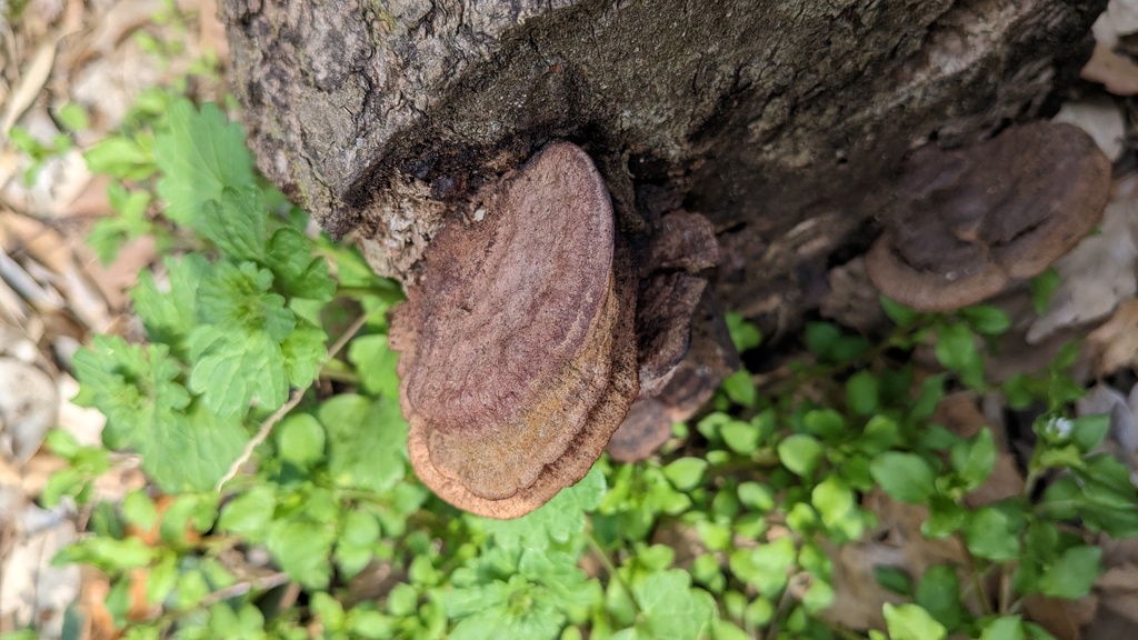 Fuscoporia gilva · March 2023 · photo: © atsushi_nakajima_cirque (iNaturalist, cc-by)