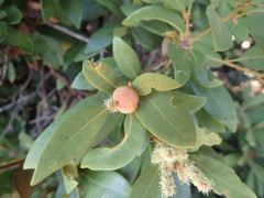 Dryocosmus castanopsidis