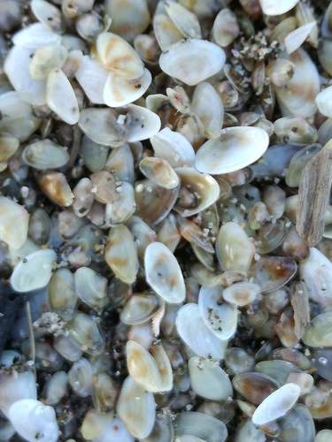 Representative image of Lentidium