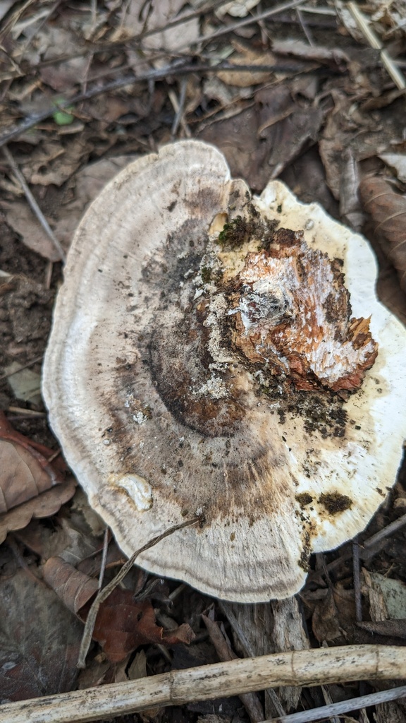 Trametes orientalis · March 2023 · photo: © atsushi_nakajima_cirque (iNaturalist, cc-by)