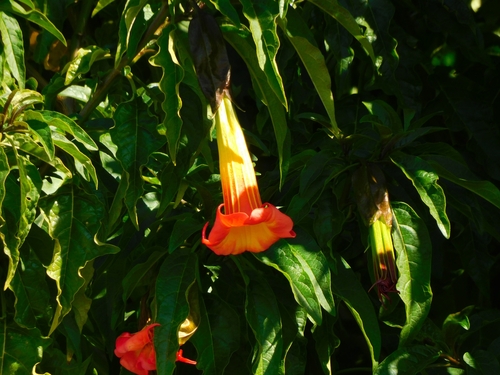 Brugmansia sanguinea