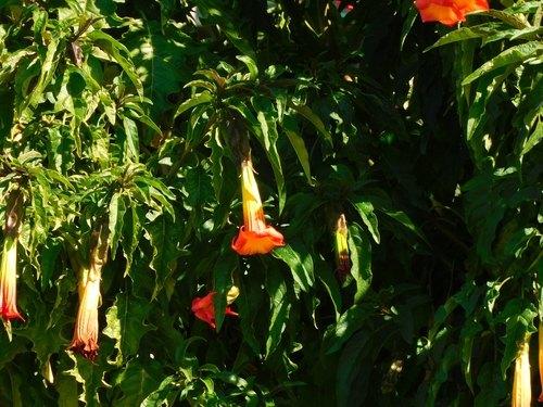 Brugmansia sanguinea