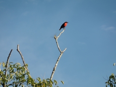 Leistes militaris