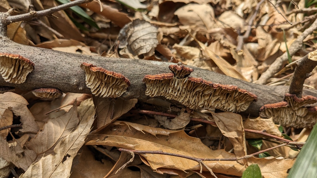Daedaleopsis styracina · March 2023 · photo: © atsushi_nakajima_cirque (iNaturalist, cc-by)