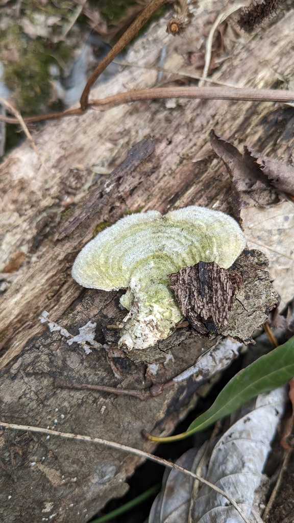 Trametes betulina · March 2023 · photo: © atsushi_nakajima_cirque (iNaturalist, cc-by)
