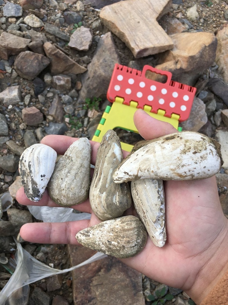 Pseudocuneopsis