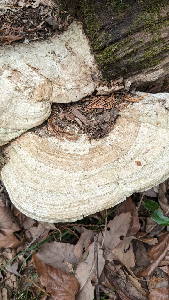 Fomitopsis dickinsii · March 2023 · photo: © atsushi_nakajima_cirque (iNaturalist, cc-by)