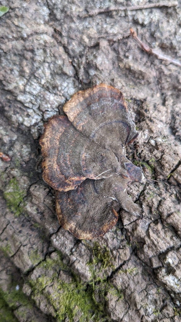 Microporus affinis · March 2023 · photo: © atsushi_nakajima_cirque (iNaturalist, cc-by)