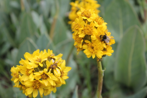 Image of Ligularia Alpigena (Ligularia alpigena) by (c) Pavel Kacl, some rights reserved (CC BY)
