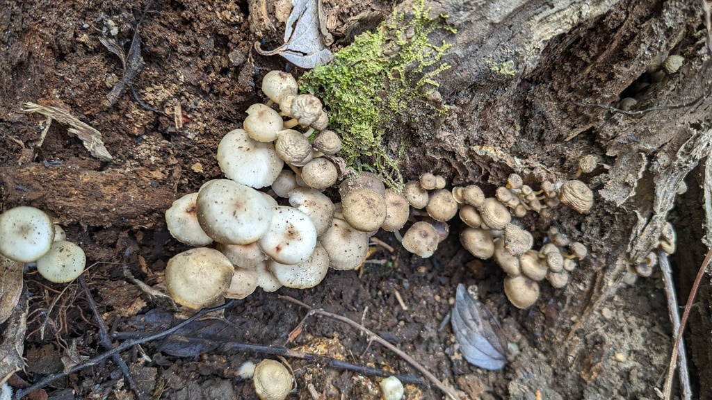 Mycena laevigata · March 2023 · photo: © atsushi_nakajima_cirque (iNaturalist, cc-by)