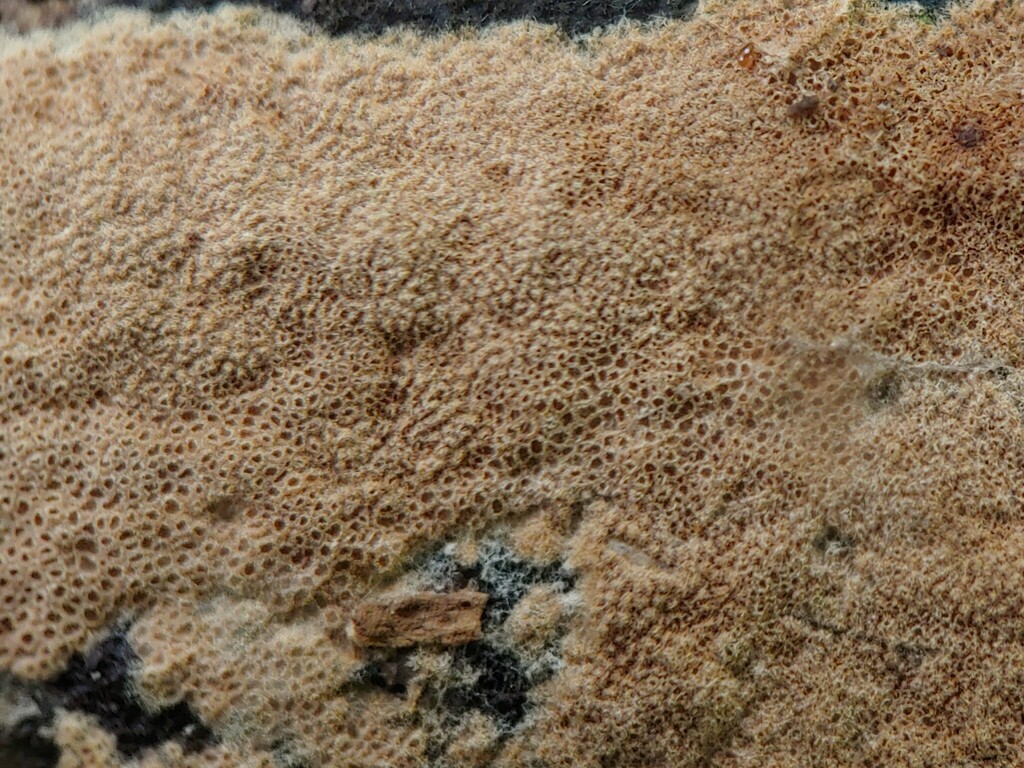 Porotheleum