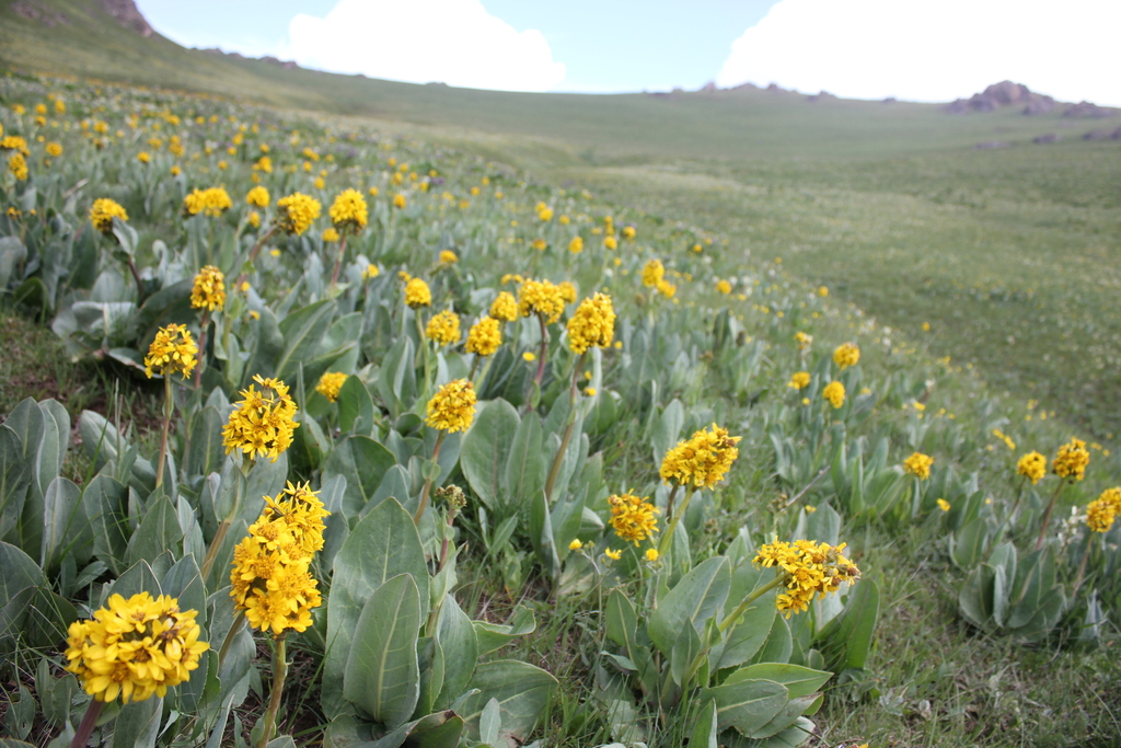 Ligularia alpigena; photograph (c) Pavel Kacl, some rights reserved (CC BY)