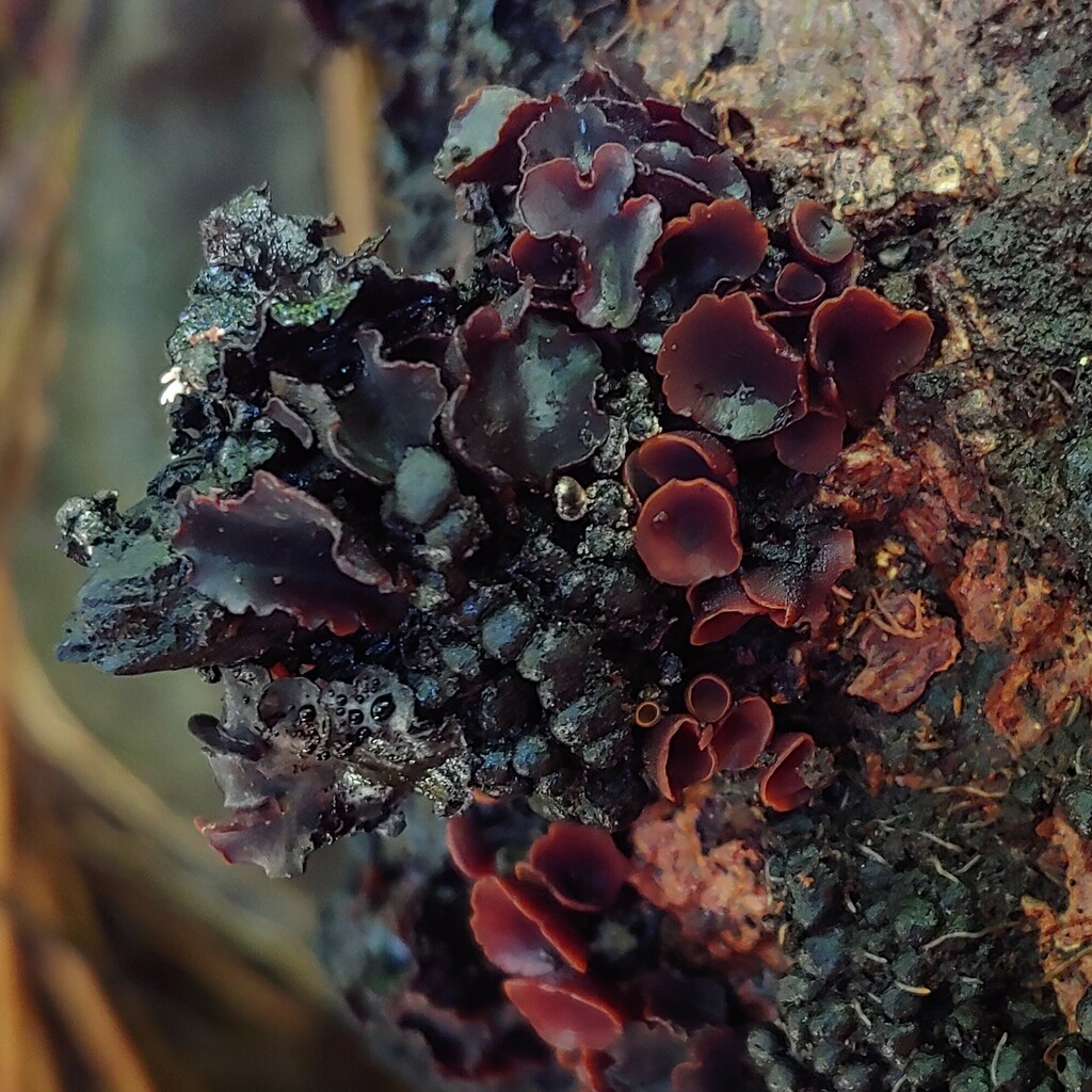 Cordieritidaceae
