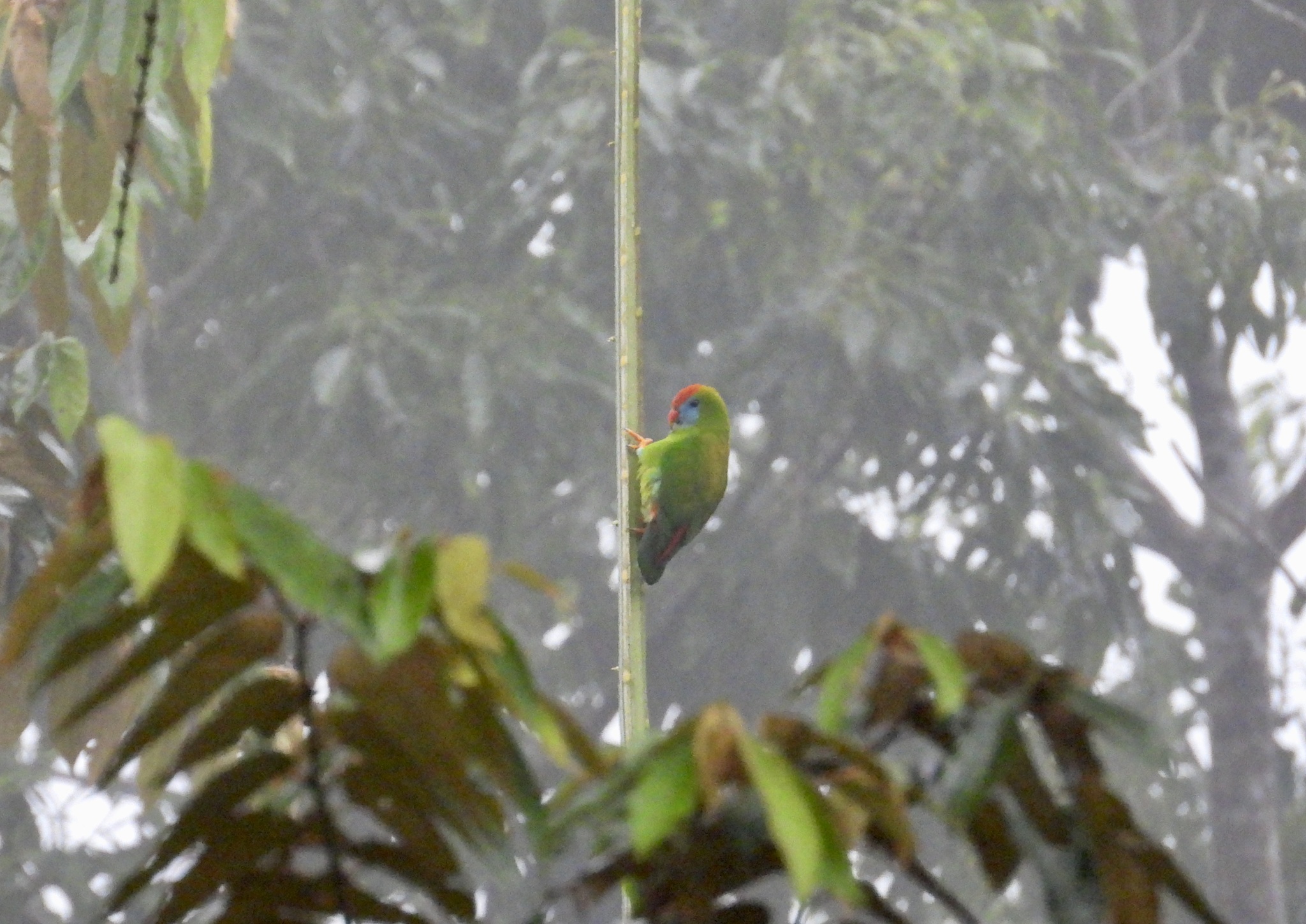 Camiguin Hanging-Parrot illustration