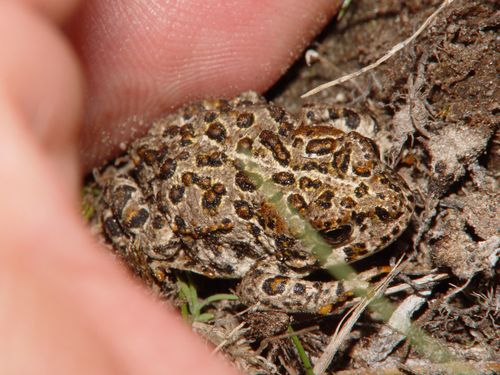 iNaturalist observation photo of Yosemite Toad
