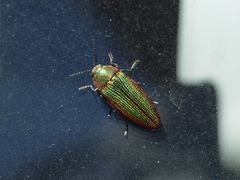 Buprestis intricata