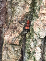 Enoclerus ichneumoneus