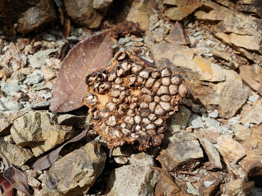 Diplocystidaceae
