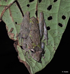 Scinax garbei