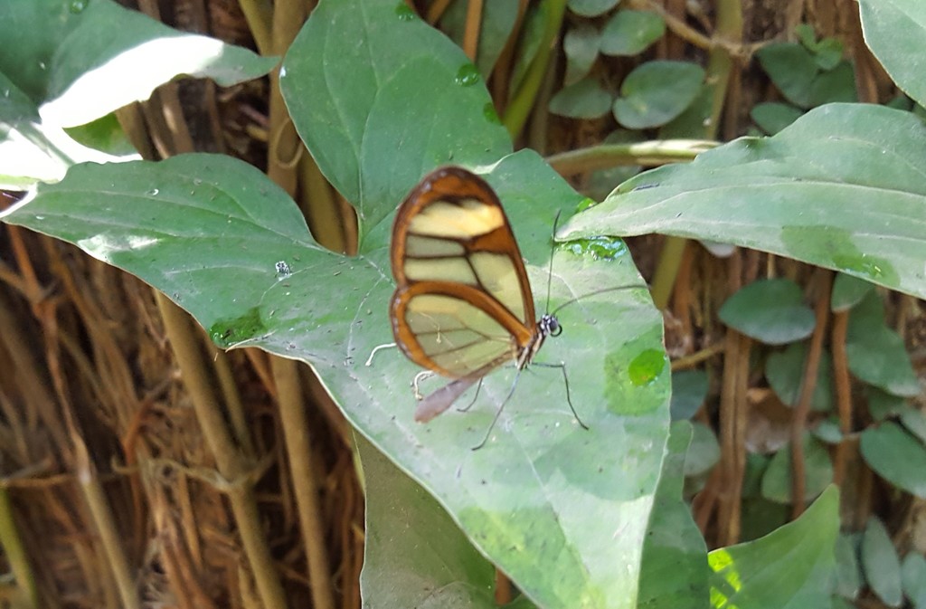 Mcclungia cymo