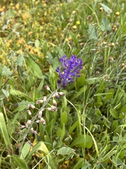 Muscari comosum image