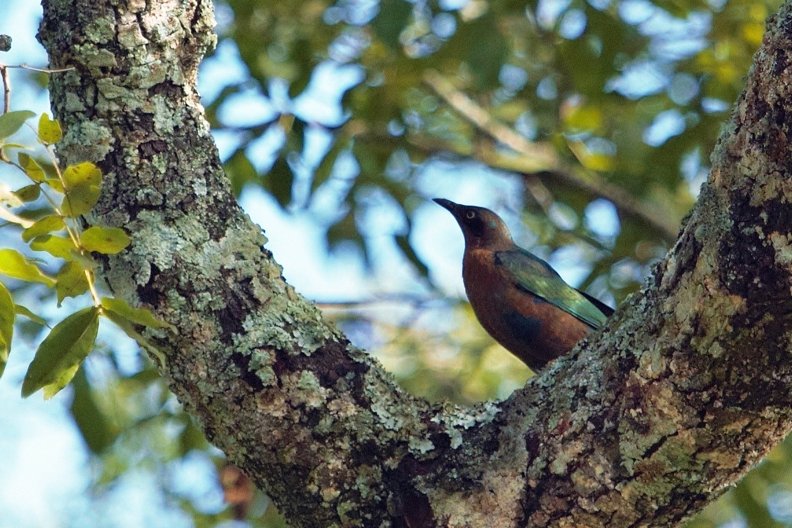 Lesser Blue-eared Starling (Lamprotornis chloropterus), photo 8