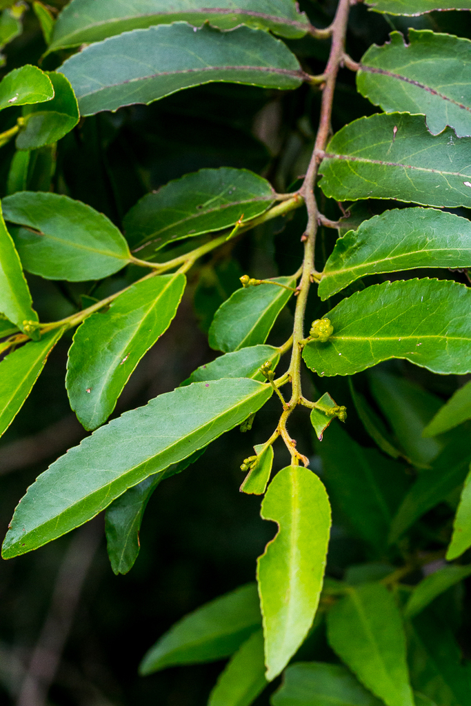 Blackwood Kokotree