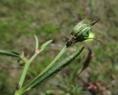 Cienfuegosia digitata image