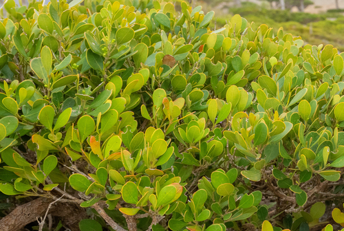 Buxus hildebrandtii (Buxus hildebrandtii)