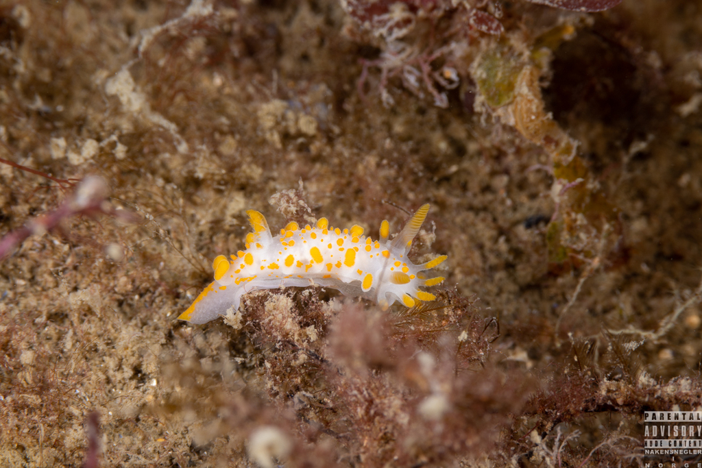 Si l'image tarde � s'afficher, cliquez sur le lien