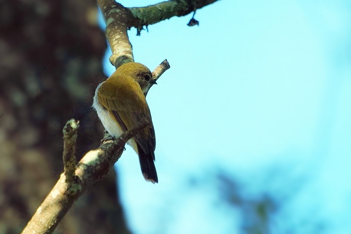 Green-backed Honeybird (Prodotiscus zambesiae), photo 3