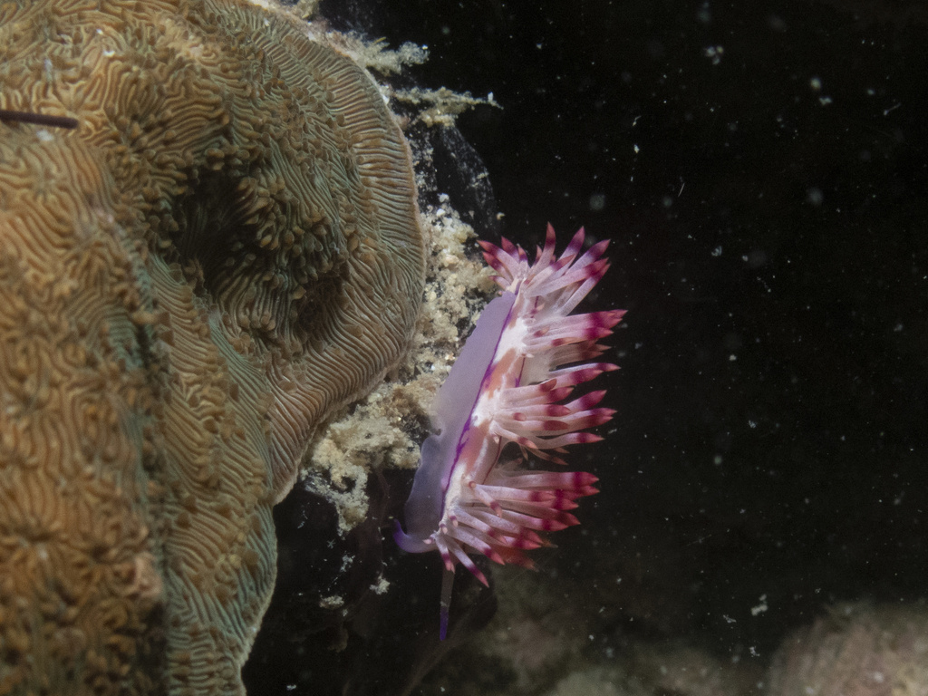 Coryphellina flamma