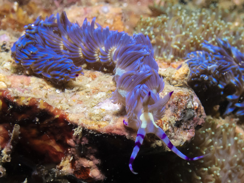 Blue Dragon (Pteraeolidia semperi)