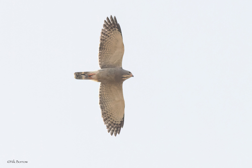 Lizard Buzzard