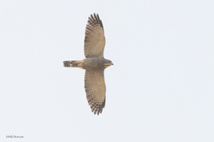 Lizard Buzzard photo 2