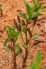 Image of Acalypha caperonioides