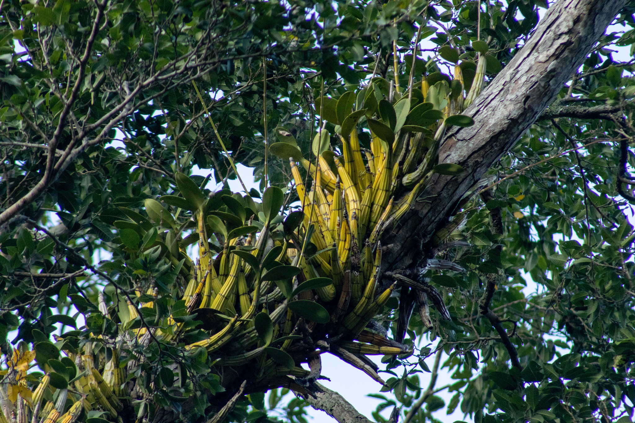 Myrmecophila galeottiana (A.Rich.) Rolfe