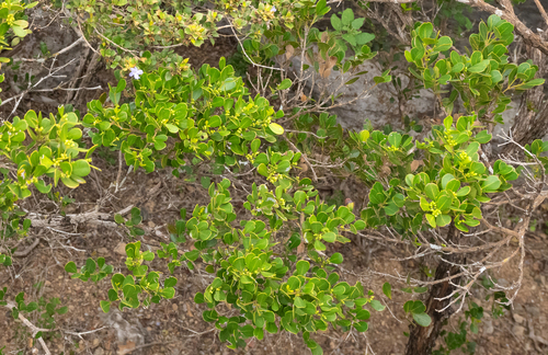 Buxus hildebrandtii (Buxus hildebrandtii)