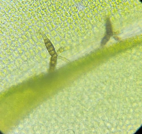 Image of Bent-Leaved Beard-Moss (Leptodontium flexifolium) by (c) Helen Waterman, some rights reserved (CC BY)