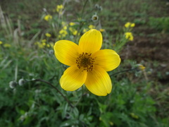 Bidens serrulata